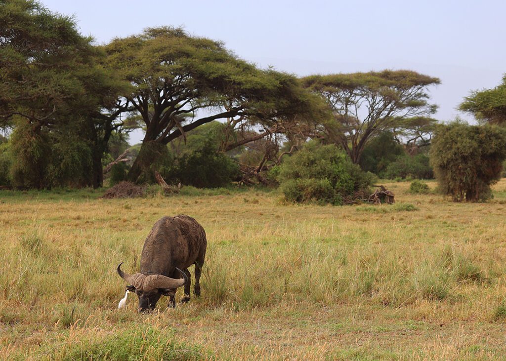 Kenia 2022 9199