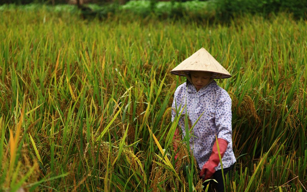 De vriendelijke lokale bevolking van Vietnam