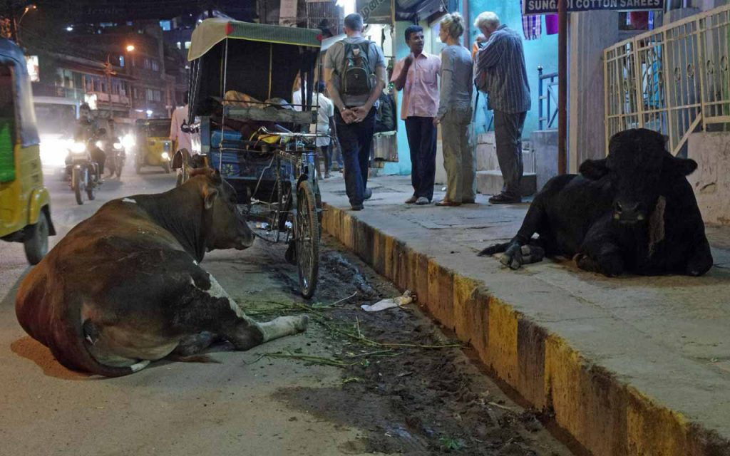 Motorreis-ZuidIndia-heilige-koeien